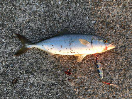 青物とヘチ釣り